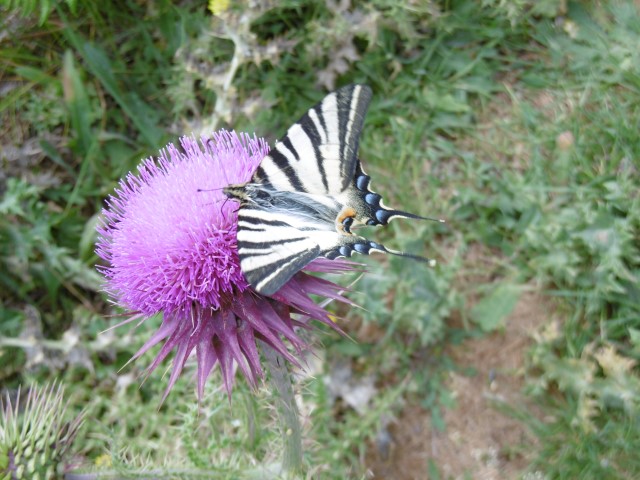 Schitterende bloem met vlinder